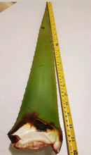 Aloe vera Large Leaves . From  Aloevera  Plant