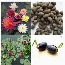 Bonsai Lotus Flower Seeds,Water Lily Flower Plant  Aquatic Water Features Seeds,Home Garden Yard Decor