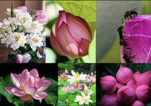 Lotus Seeds Bonsai White Baby Pink Water Lotus Bowl Seeds For Planting Nelumbo Lutea Water Plant Water-Chinquapin