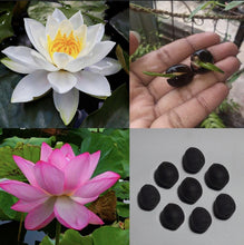 Lotus Seeds Bonsai White Baby Pink Water Lotus Bowl Seeds For Planting Nelumbo Lutea Water Plant Water-Chinquapin
