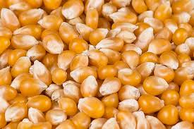 Popping Corn