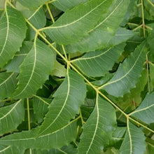 निम Fresh Neem Leaves  Acne , Skin Care , medical use. neem leaf