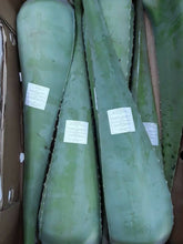 Aloe vera Large Leaves  . ALOEVERA LEAVES