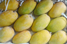 Kesar Mango || Juicy Mango || King of Mangoes || India || 12 Pieces || £20.99 (12 Pieces)