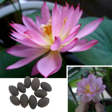 Bonsai Lotus Flower Seeds,Water Lily Flower Plant  Aquatic Water Features Seeds,Home Garden Yard Decor